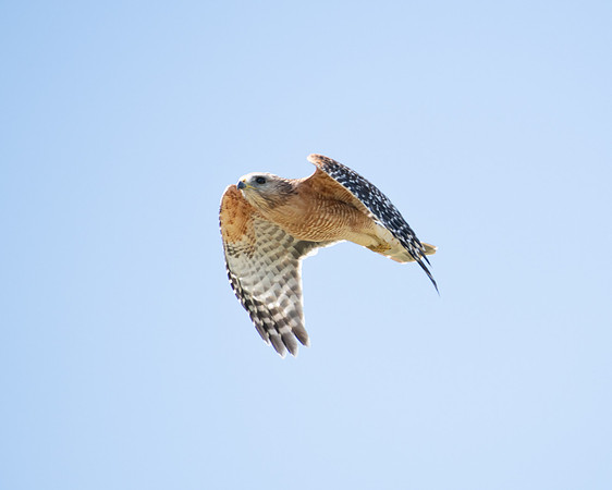 red shouldered hawk in flight 2023_02_15-Edit.-facebook