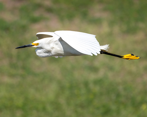 snowy egret in flight 2023_02_15-Edit-facebook