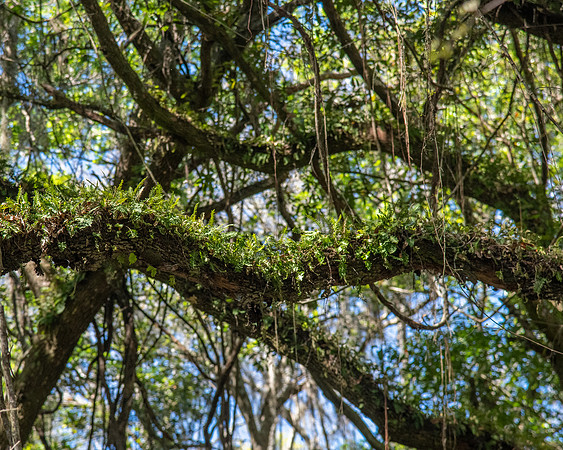 resurrection fern live oak with moss 2023_02_14-facebook