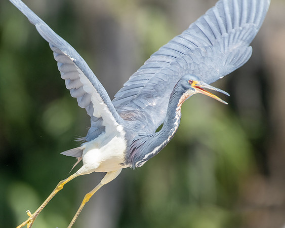 tricolored heron 2023_02_07-edit-facebook