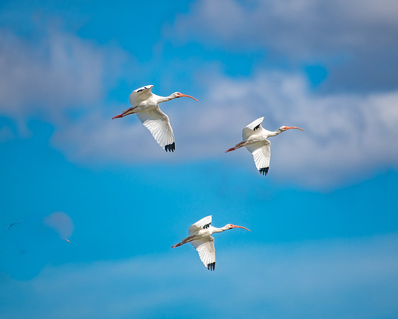 white ibis in flight 2023_02_15-Edit-facebook