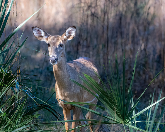 whitetail2 2023_02_08-Edit-facebook
