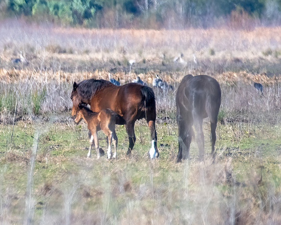 wild horse4 2023_02_08-Edit-facebook
