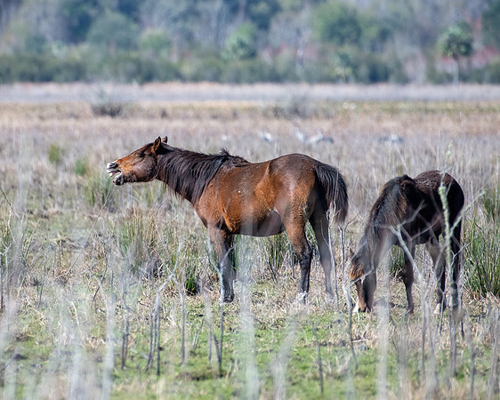 wild horses7 2023_02_08-Edit-facebook