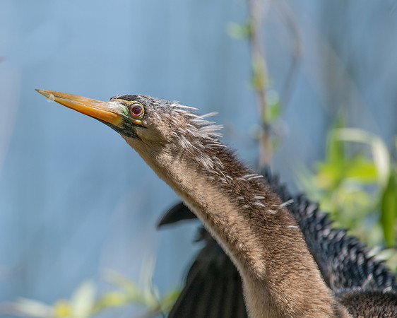 anhinga2 2023_02_21-Edit-facebook