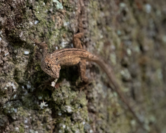 brown anole 2023_02_24-Edit-facebook