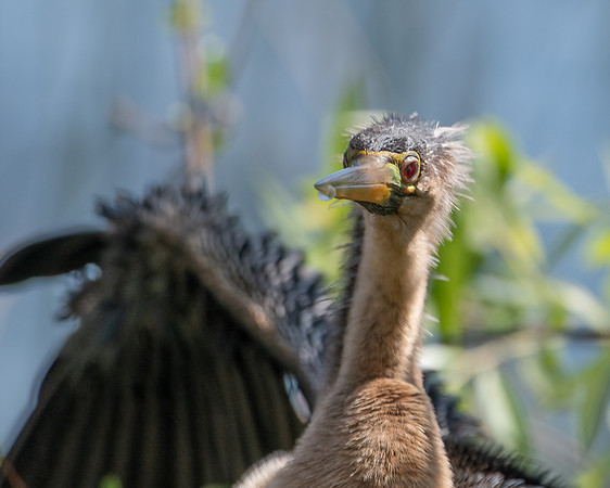 anhinga1 2023_02_21-Edit-facebook