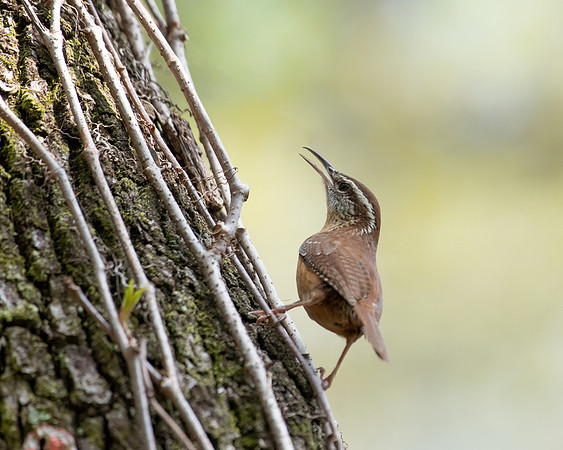 carolina wren3 2023_02_24-Edit-Edit-facebook