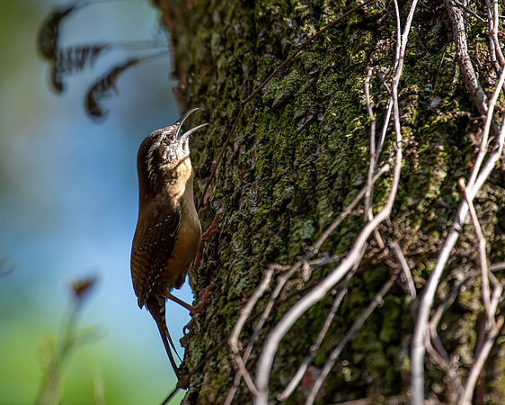 carolina wren2 2023_02_24-Edit-facebook