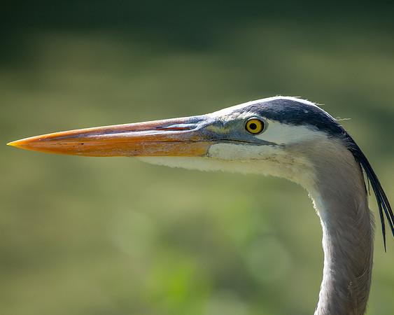 great blue heron 2023_02_21-Edit-facebook