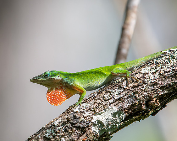green anole 2023_02_24-Edit-facebook