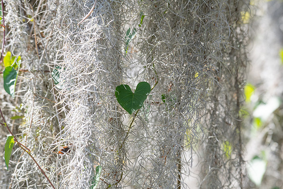 heart in spanish moss 2023_02_21-facebook