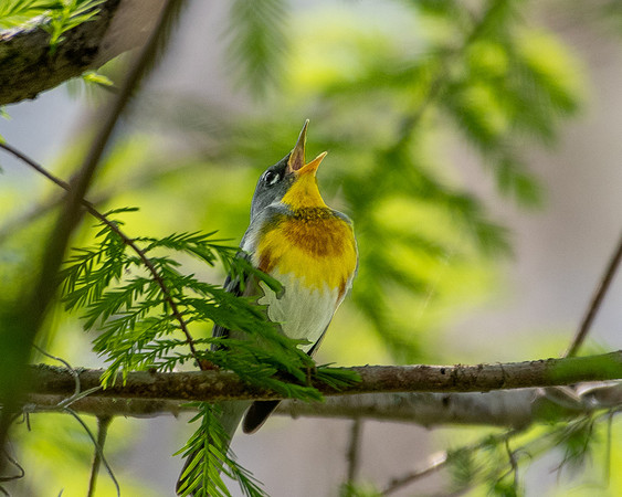 northern parula 2023_02_24-facebook