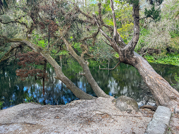river trees 2023_02_27-facebook