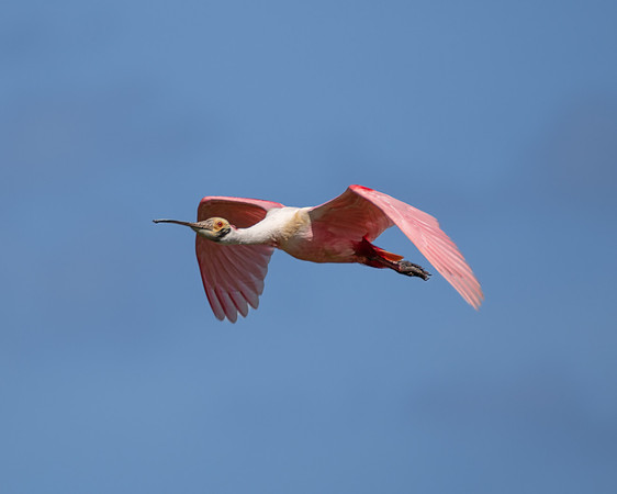 roseate spoonbill 2023_02_21-Edit-facebook