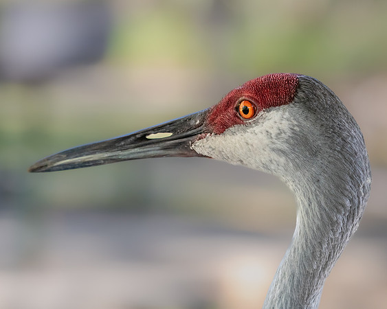 sandhill crane 2023_02_21-facebook