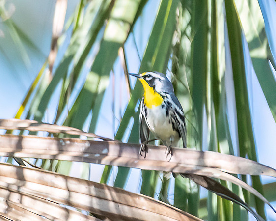 yellow throated warbler1 2023_02_22-Edit-facebook