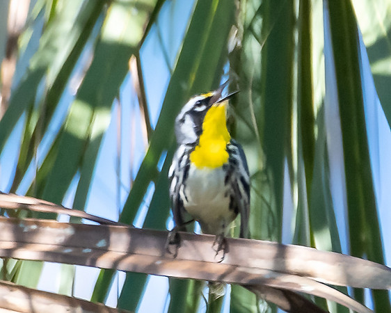 yellow throated warbler3 2023_02_22-Edit-facebook