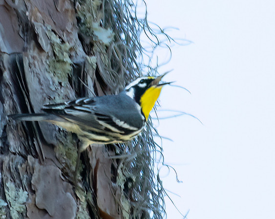 yellow throated warbler2 2023_02_22-Edit-facebook