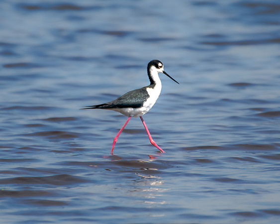 black necked stilt 2023_03_07-Edit-facebook