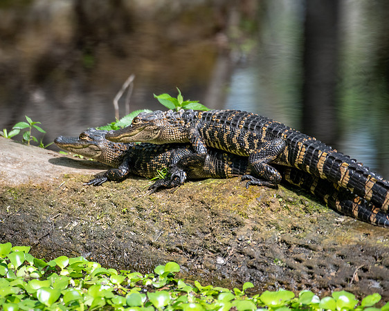 happy gators 2023_03_01-Edit-facebook