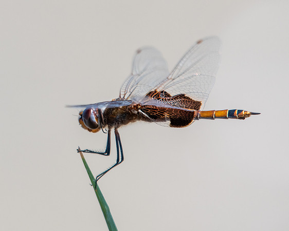 dragonfly 2023_03_07-Edit-facebook