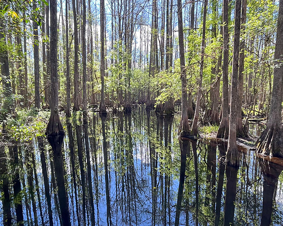 cypress trail reflctions2 2023_03_01-facebook