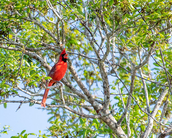 cardinal 2023_03_05-facebook