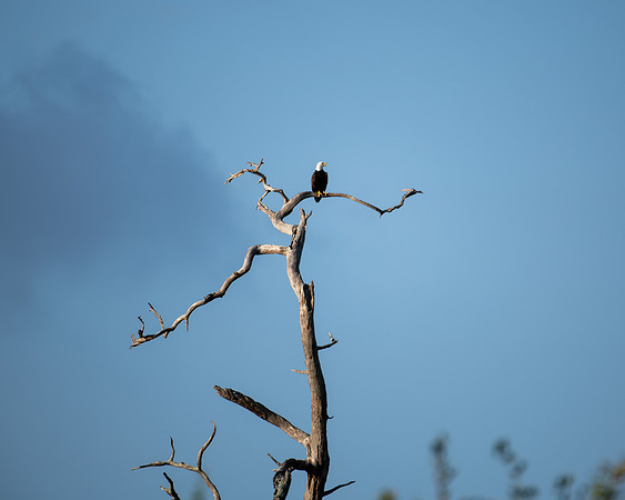 eagle tree 2023_03_07-Edit-facebook