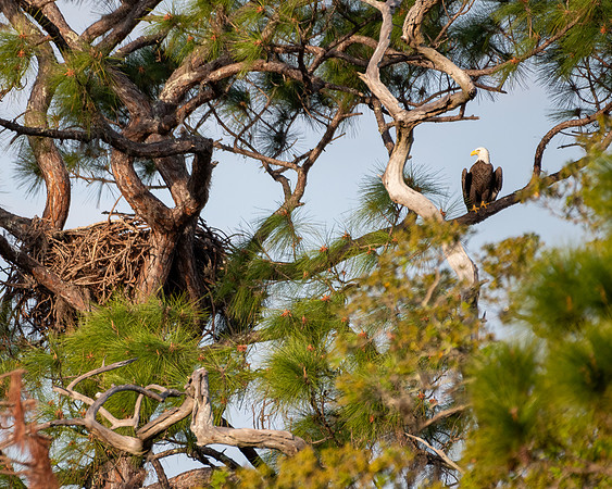 bald eagle nest 2023_03_07-Edit-facebook