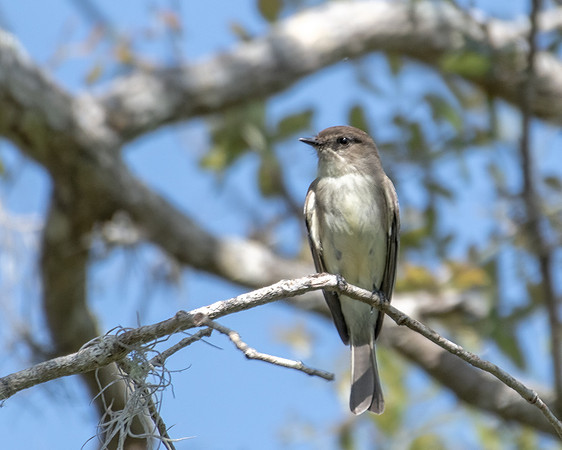 eastern phoebe 2023_03_05-Edit-facebook