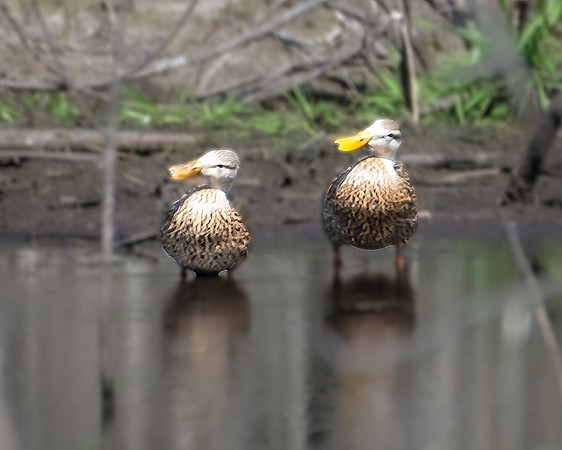 mottled ducks 2023_03_07-Edit.tif-facebook