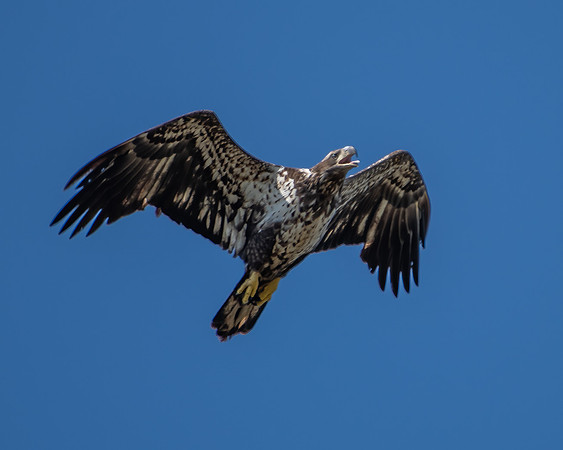 juvenile eagle in flight 2023_03_04-Edit-facebook