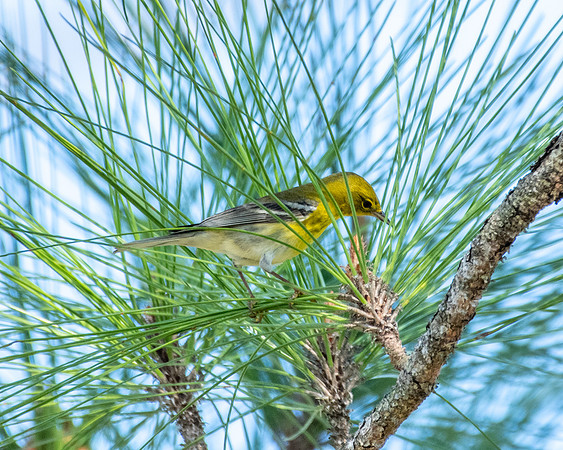pine warbler 2023_03_05-facebook
