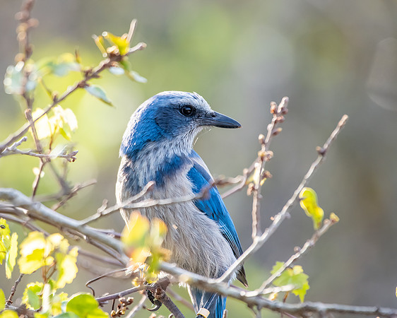 scrub jay1 2023_03_07-Edit-facebook