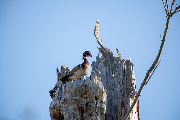 wood duck tree1 2023_03_07-Edit-facebook