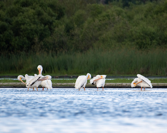 white pelicans 2023_03_07-Edit-facebook