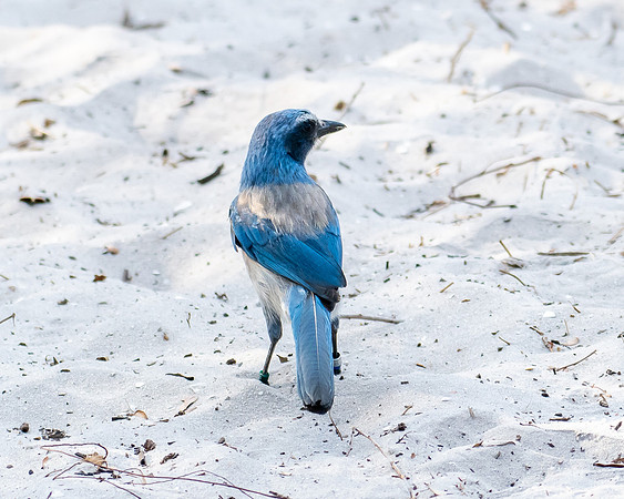 scrub jay4 2023_03_07.DNG-facebook