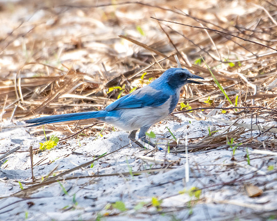 scrub jay3 2023_03_07-facebook