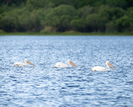 white pelican1 2023_03_07-Edit-facebook