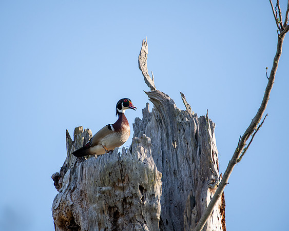 wood duck tree1 2023_03_07-facebook