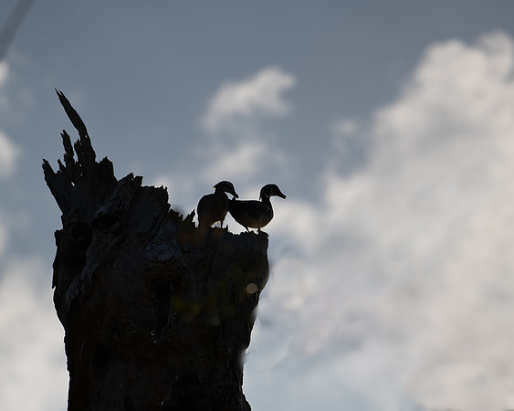 wood duck tree2 2023_03_07-Edit-facebook