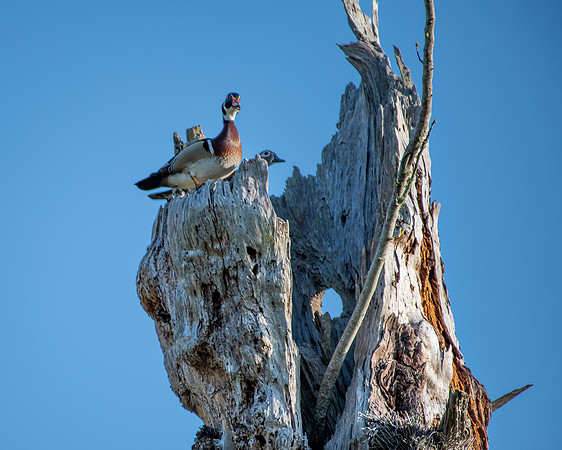 wood duck tree3 2023_03_07-Edit-facebook