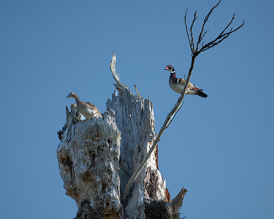 wood ducks in tree2 2023_03_08-facebook