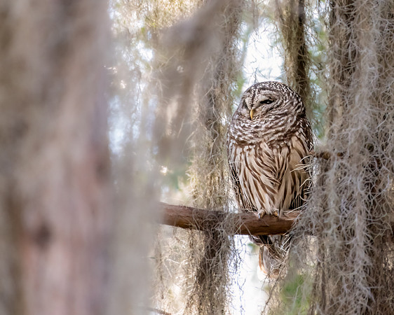 barred owl 2023_03_11-Edit-facebook