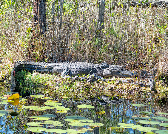 alligator and babies 2023_03_11-Edit-facebook