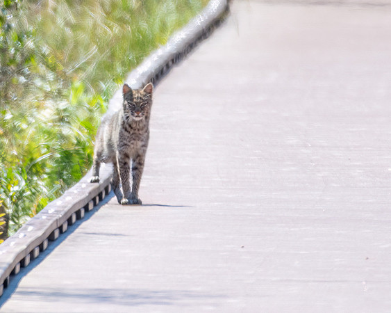 bobcat 2023_03_11-Edit-facebook