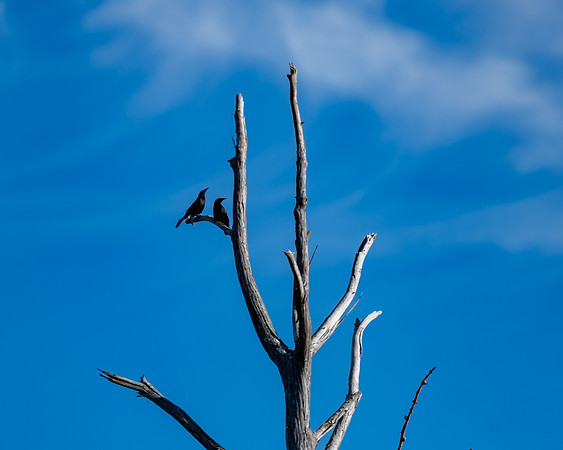 grackle tree 2023_03_11-facebook
