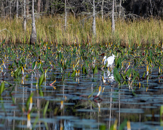 egret golden clubs 2023_03_11-facebook