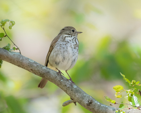 hermit thrush 2023_03_14-Edit-facebook